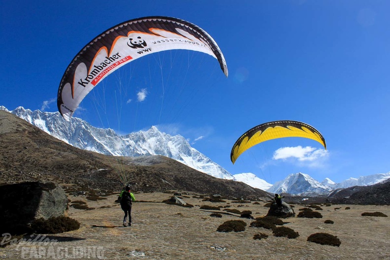 Papillon_Himalaya_Everest_AF-982.jpg