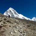 Papillon Himalaya Everest JS-439