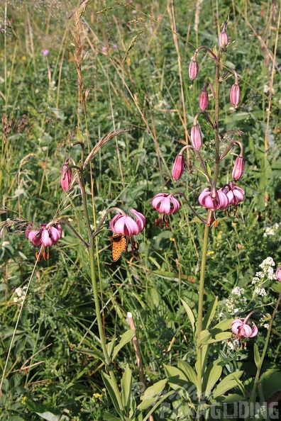 2010_Flora_Wasserkuppe_006.jpg