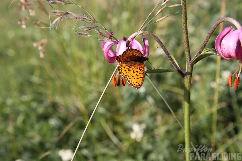 2010 Flora Wasserkuppe 008