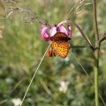 2010 Flora Wasserkuppe 008