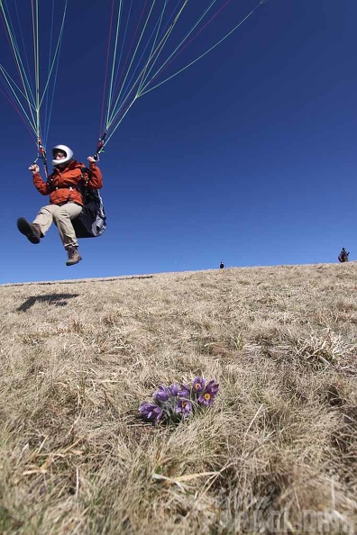 2010_Flora_Wasserkuppe_015.jpg