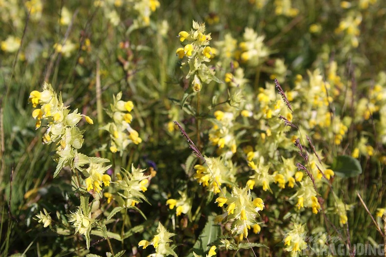 2010 Flora Wasserkuppe 017