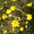 2010 Flora Wasserkuppe 018