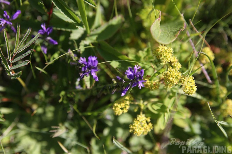 2010_Flora_Wasserkuppe_022.jpg