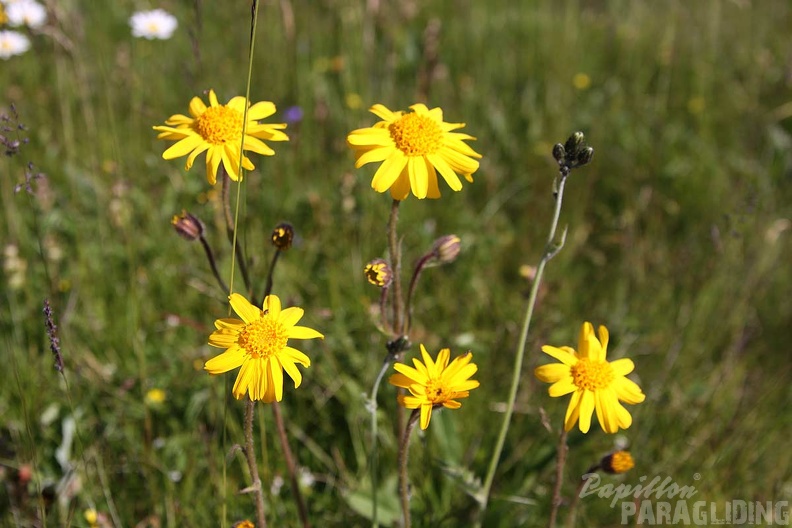 2010 Flora Wasserkuppe 024