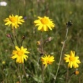 2010 Flora Wasserkuppe 024