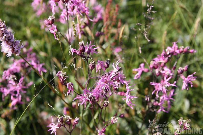 2010 Flora Wasserkuppe 026