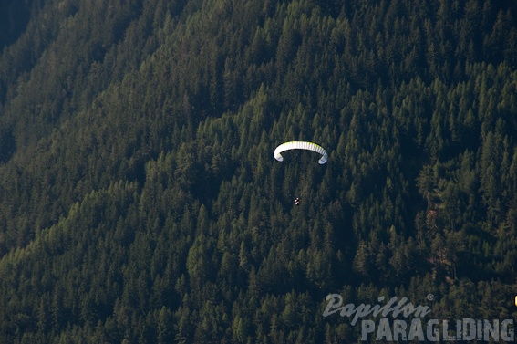 2011_DH31.11_Luesen_Papillon_083.jpg