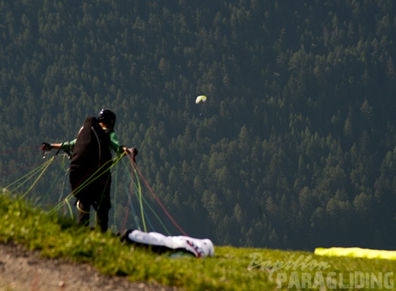 2011 DH31.11 Luesen Papillon 085