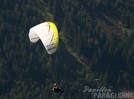 2011 DH31.11 Luesen Papillon 102