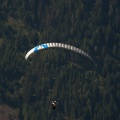 2011 DH31.11 Luesen Papillon 106