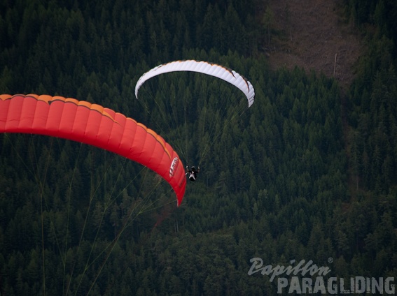 2011 DH31.11 Luesen Papillon 169