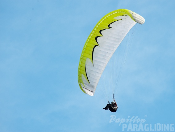 2011 DH31.11 Luesen Papillon 202