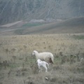 2013 FC40.13 Castelluccio 250