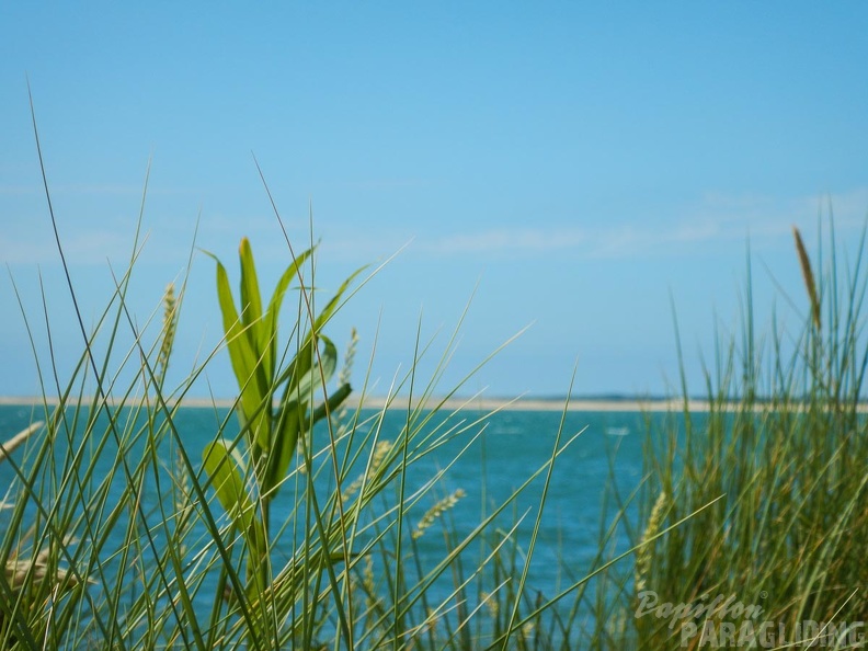 Papillon Dune du Pyla-2016-1035