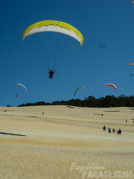 Papillon_Dune_du_Pyla-2016-1194.jpg