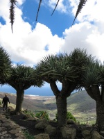 lanzarote-paragliding-380