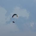 FS29.18 Slowenien-Paragliding-324