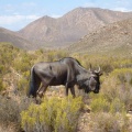 Suedafrika Aquila Wildlife11 64 64 64