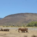 Suedafrika Aquila Wildlife5 69 69 69