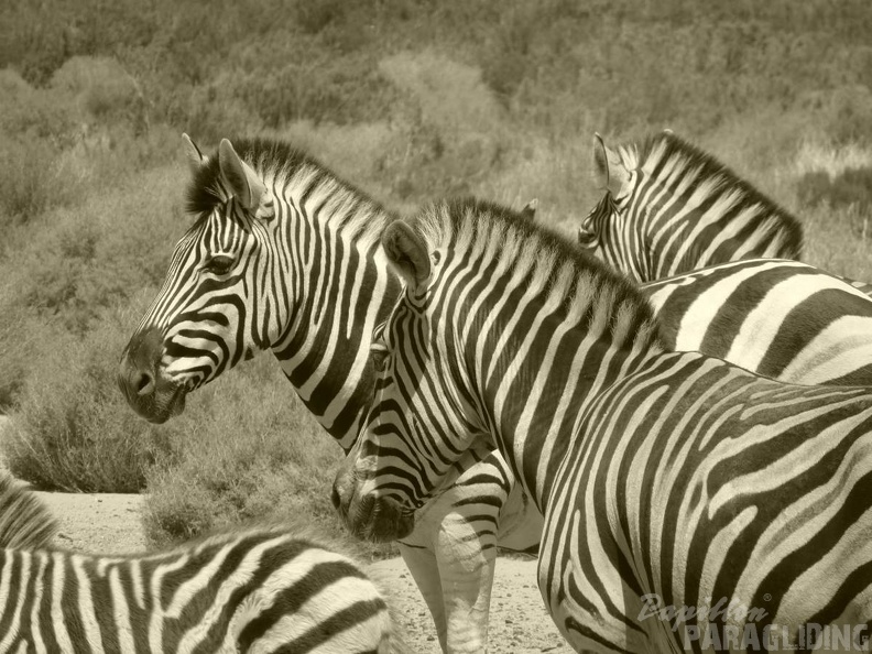 Suedafrika_Aquila_Wildlife7_66_66_66.jpg