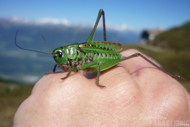 2012_FH3.12_Suedtirol_Paragliding_100.jpg