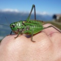 2012 FH3.12 Suedtirol Paragliding 100