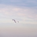 FZ37.18 Zoutelande-Paragliding-568