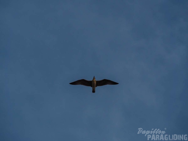 FZ37.18_Zoutelande-Paragliding-915.jpg