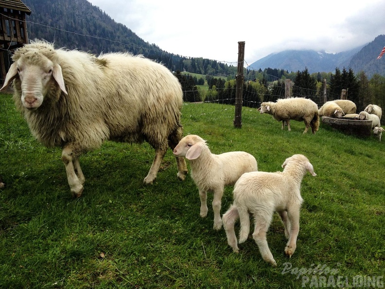 PK18.16-Ruhpolding-Paragliding-1016