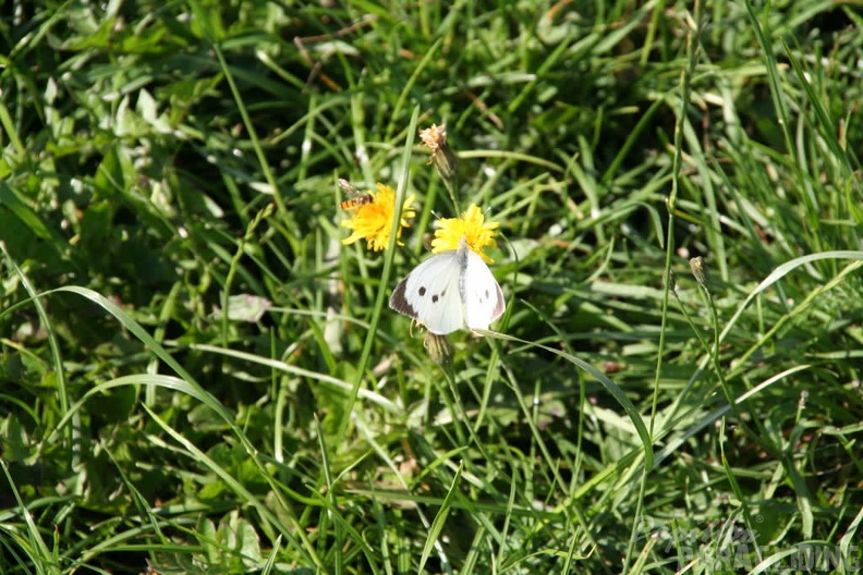 2009_Ettelsberg_Sauerland_Paragliding_274.jpg