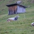 AH42.18 Hoehenflugschulung-Stubai-106