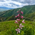 fka23.25-kasachstan-papillon-paragliding-as-479