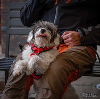 fbf12.26-bassano-fruehjahrsfliegen-dirk-kunesch-109