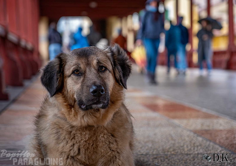 fbf12.26-bassano-fruehjahrsfliegen-dirk-kunesch-118