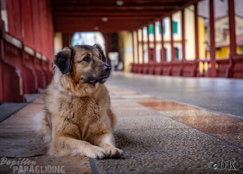 fbf12.26-bassano-fruehjahrsfliegen-dirk-kunesch-120