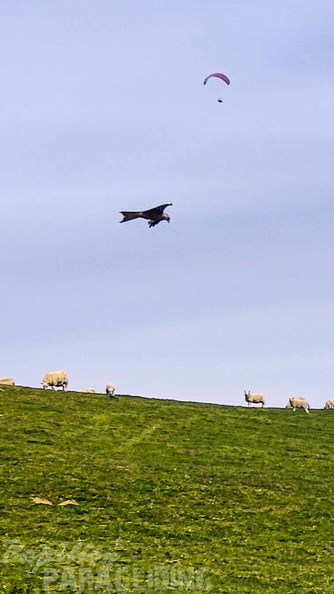 frh17.17.26-wales-spt-132