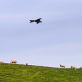 frh17.17.26-wales-spt-132