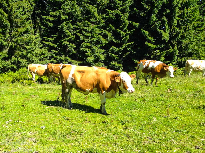 FR27.19 STR-Ruhpolding-123