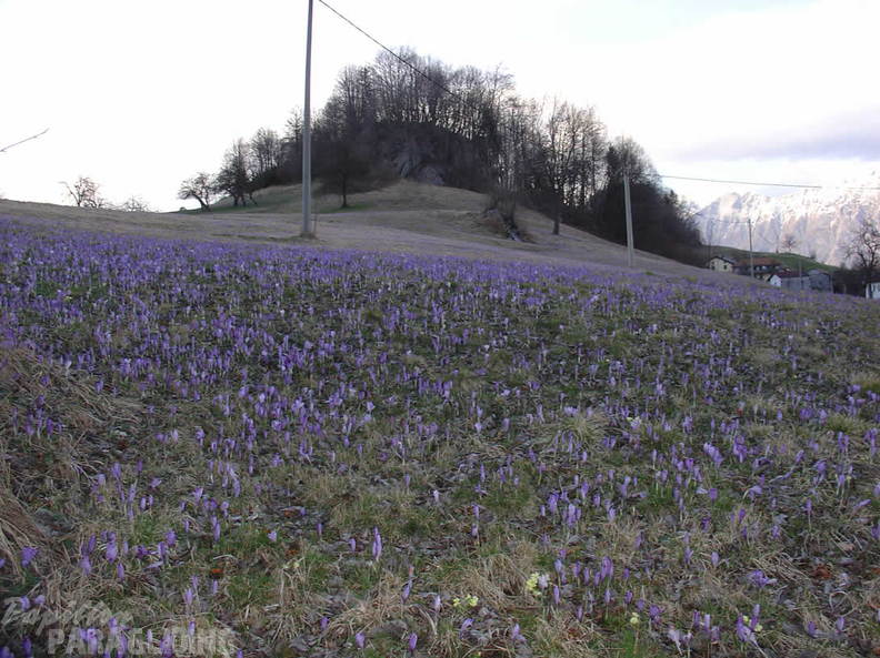 2008 SLO2.08 Slowenien Papillon 012