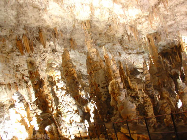 2008 SLO2.08 Slowenien Papillon 029