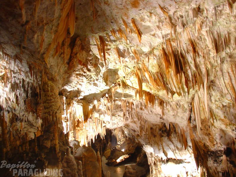 2008 SLO2.08 Slowenien Papillon 031