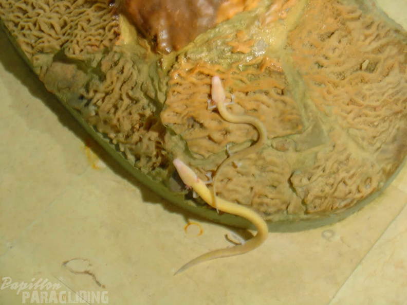 2008 SLO2.08 Slowenien Papillon 038