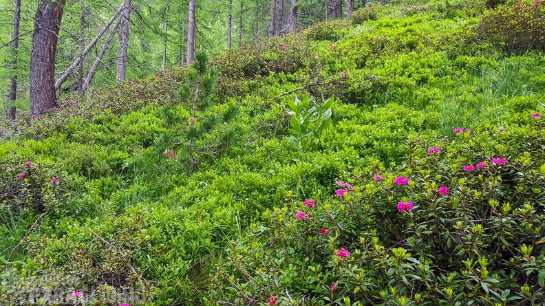 FY26.21-Frankreich-Ceillac-466