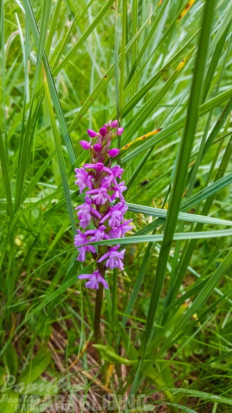 FY26.21-Frankreich-Ceillac-470