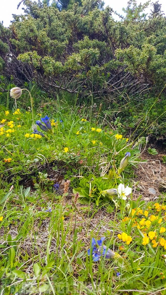 FY26.21-Frankreich-Ceillac-501