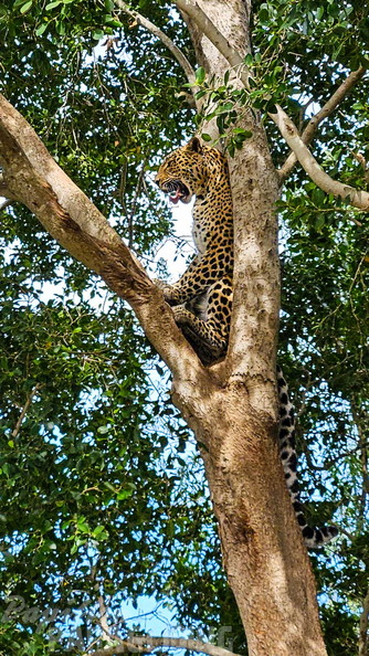 fn7.25-suedafrika-paragliding-papillon-436
