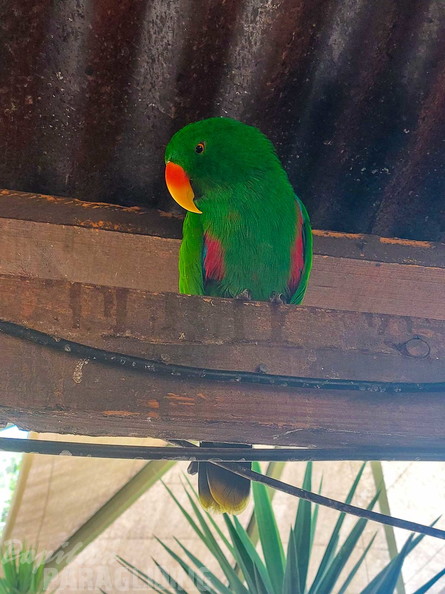 fn7.25-suedafrika-paragliding-papillon-439