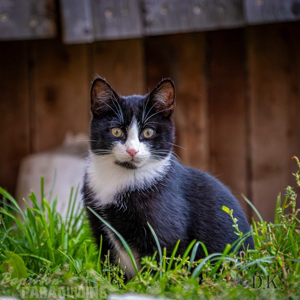 dt37.25-dirk-kunesch-272